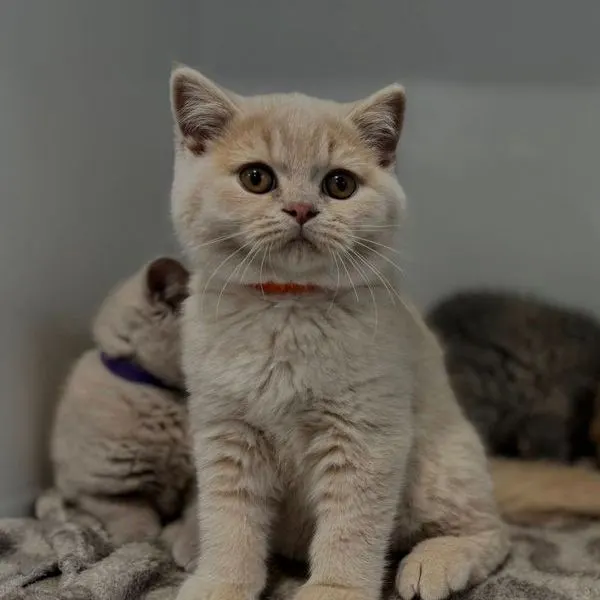 Nos chats à la maison