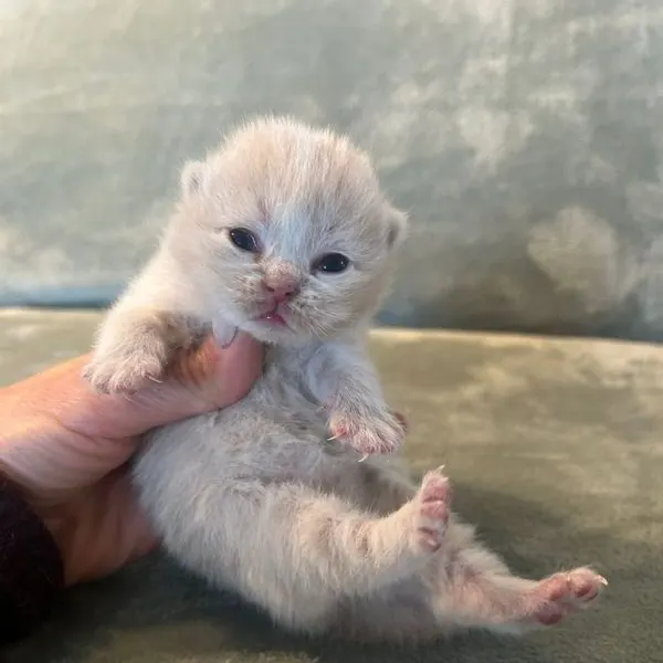 Nos chats à la maison