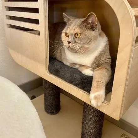 Alohaa, British Shorthair lilac tortie & blanc