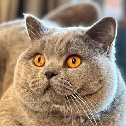 Xaro, British Shorthair bleu